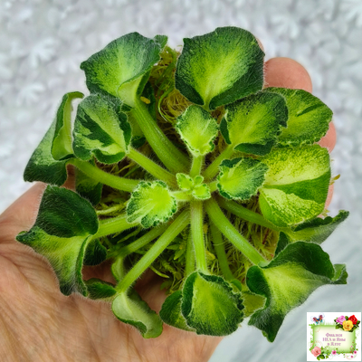 ОлА-Браслет Нефертири (О. Агафонова) листовая химера