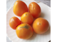 Томат Ранний оранжевый Розали (Rosalie’s early orange), США
