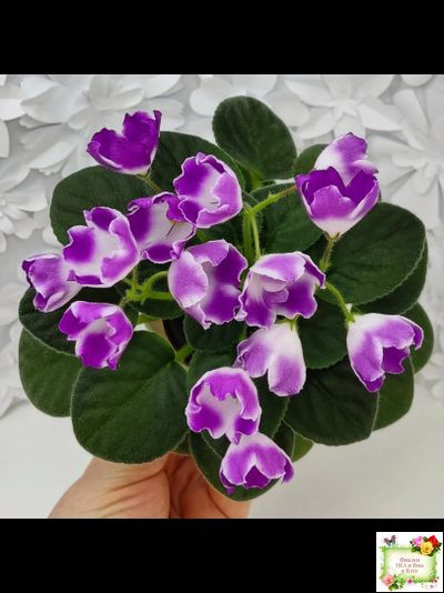 SimSim Magic Bells (Alex Mayer) (лист посажен 07.10.25)