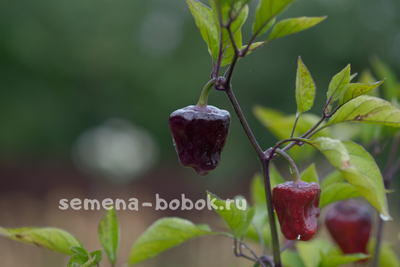 Перец острый Purple UFO, 10 шт