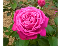 Роза Сентер Роял (Senteur Royale), ОКС, Россия