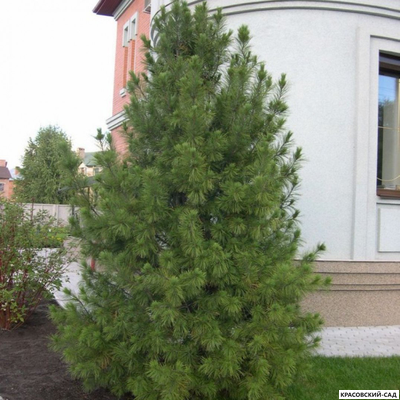 Сосна Кедровая Сибирская 4 метра