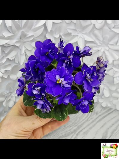 Star Wars (Baker) (пестролистный гёрл)