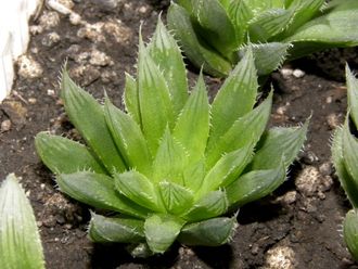 Haworthia bolusii v.blackbeardiana - розетка с корнями