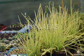 Drosera Filiformis