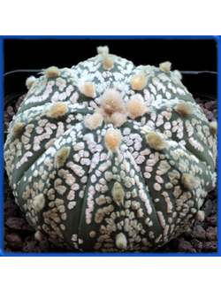 Astrophytum asterias cv. Superkabuto