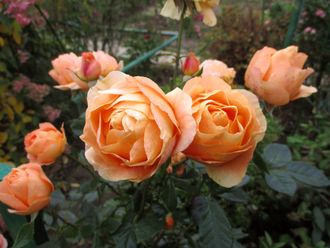 Бенгали (Bengali) роза