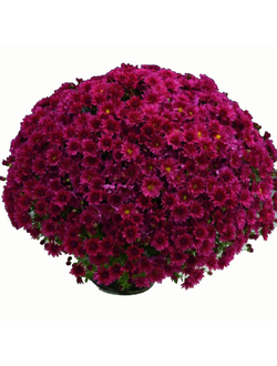 11316 Хризантема Мультифлора BRANWUEEN PURPLE. срезы 5 штук