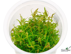 Погостемон Стеллата Дассен (меристемный) Азия