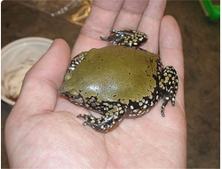 Панцирный узкорот (Dermatonotus muelleri)