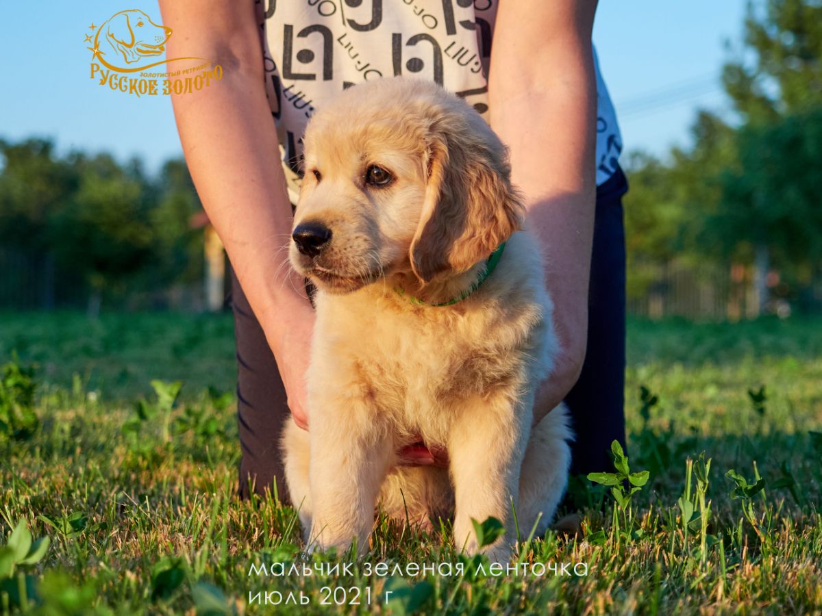 РЗ Шедди Кочевник, мальчик зеленая ленточка, 2 месяца