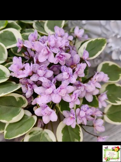 Жемчужный Восторг (Д. Глушакова) листовая химера (пасынок сорт посажен 20.10.25)