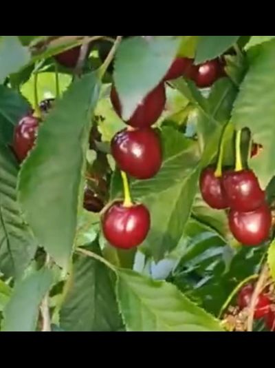 Саженцы вишни (наличие в садовом центре)