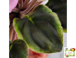 РС-Вещунья (С. Репкина) 2021 г. (клакамас с кроновой пестролистностью)