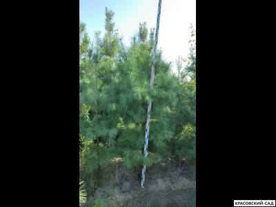 Сосна Гималайская - Pinus Wallichiana