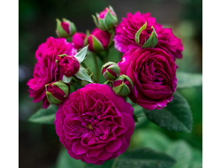 Пурпл Лодж (Purple Lodge)