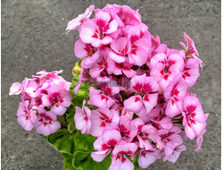 Пеларгония Шёлк Ракушка