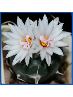 Turbinicarpus polaskii SB 269