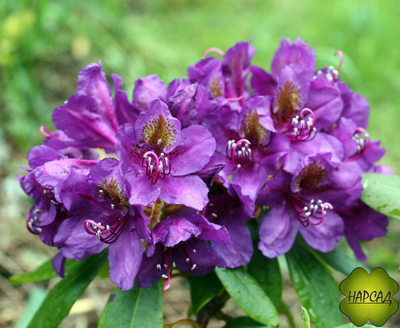 РОДОДЕНДРОН ГИБРИДНЫЙ "ЛИС ДАРК ПУРПЛ" саженец 40-50 см