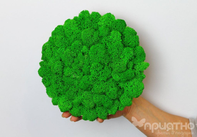 ЖИВАЯ ЭКО-КАРТИНА 1042