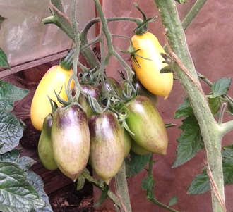 Семена томата Бананово - Лимонный Сингапур