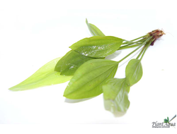 Эхинодорус аргентинский