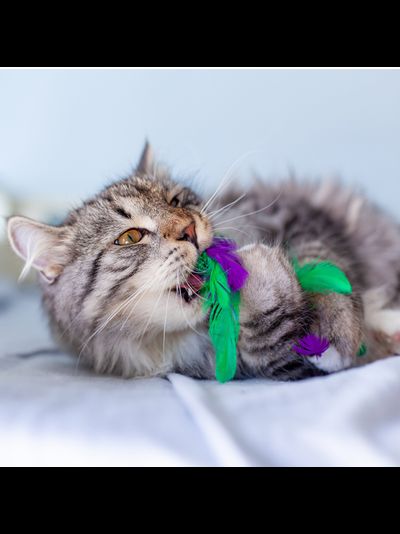 Игрушка для кошек Dental "Капуста" с кошачьей мятой