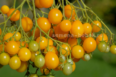 Томат Ildi (Ильди), 10 шт