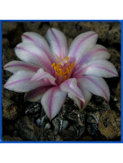 Ariocarpus kotschoubeyanus GM 033