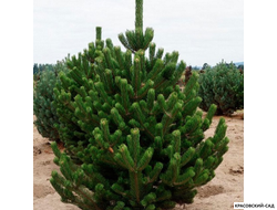 Сосна черная Орегон Грин - Oregon Green