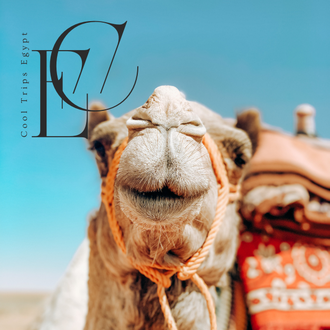 Катание на багги (на двоих) и прогулка на верблюдах из Шарм Эль Шейха