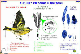 Зоология. Птицы (12 шт), комплект кодотранспарантов (фолий, прозрачных пленок)