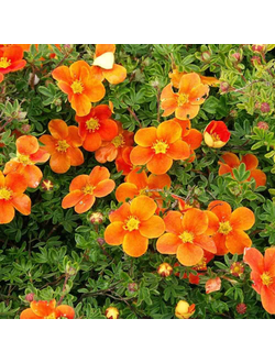 Лапчатка кустарниковая Orange Star