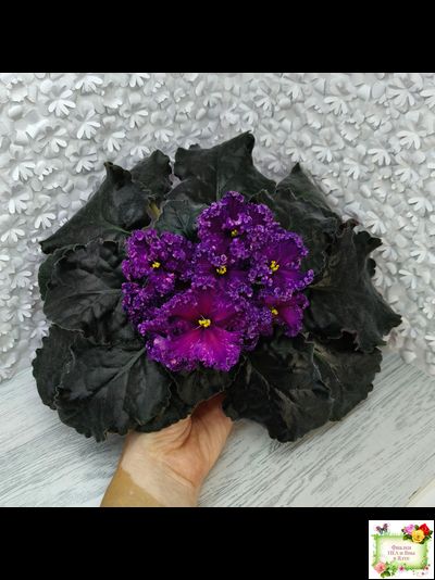 НД-Магнитная Аномалия Люкс (Н. Данилова-Суворова) (детка)