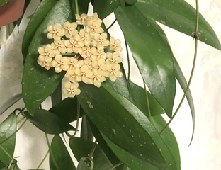 Хойя SP 8845 tomataensis