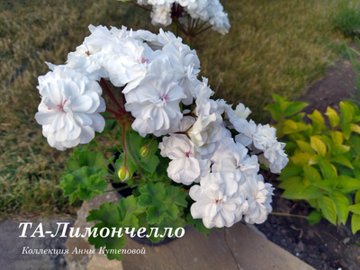 Пеларгония ТА-Лимончелло