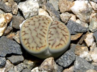 Lithops schwantesii v.urikosensis - 10 семян