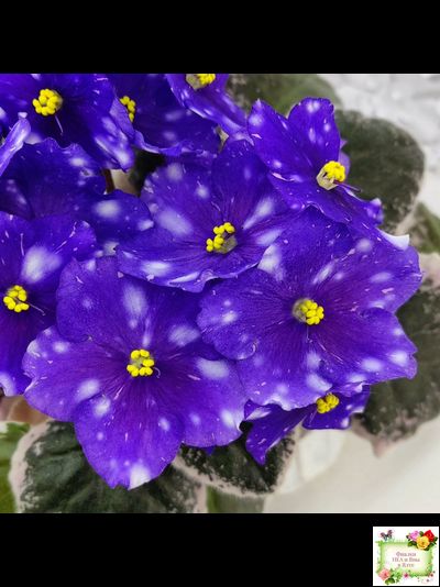 Rivermist Galaxy (J.Baker) (10973) 04/13/2018