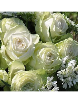 Вакана (Wakana)