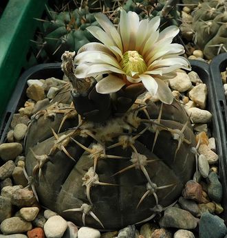 Gymnocalycium riojense v.guasayanense VG-1094 - 5 семян