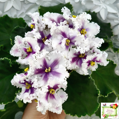 МТ-Сладкая Фантазия химерный спорт