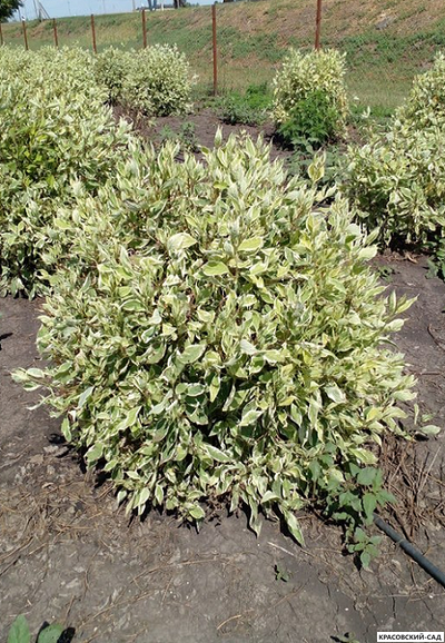 Дерен белый Элегантиссима