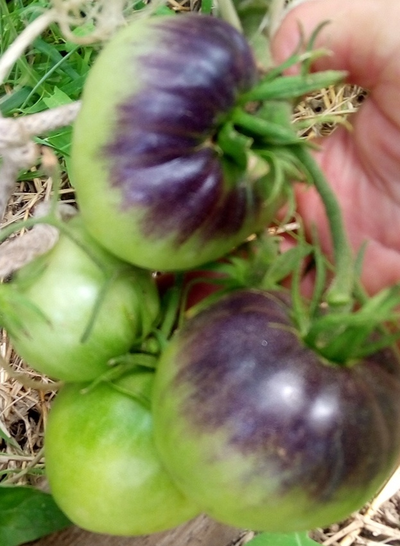 Томат Темная королева (Dark Queen), США