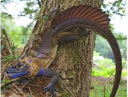 Агама парусная филиппинская (Hydrosaurus pustulatus)