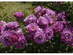 Блю Эден (Wild Blue Yonder)