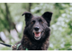 Мик