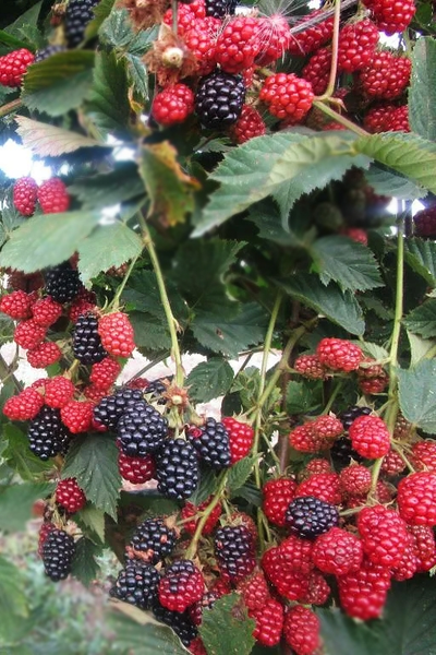 Ежевика  Лох Несс