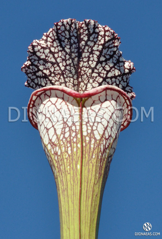 Sarracenia leucophylla Citronelle