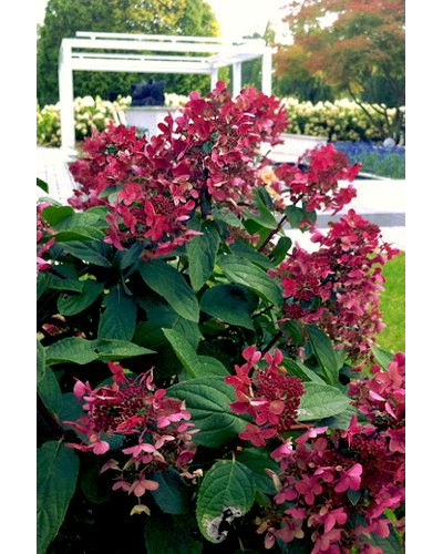 Гортензия метельчатая Wim's Red