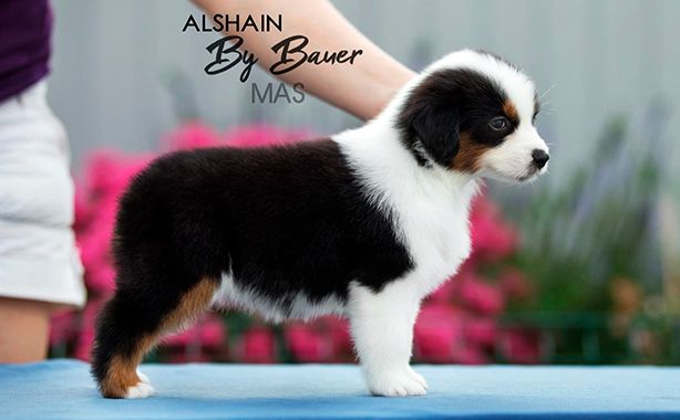 Alshain by Bauer